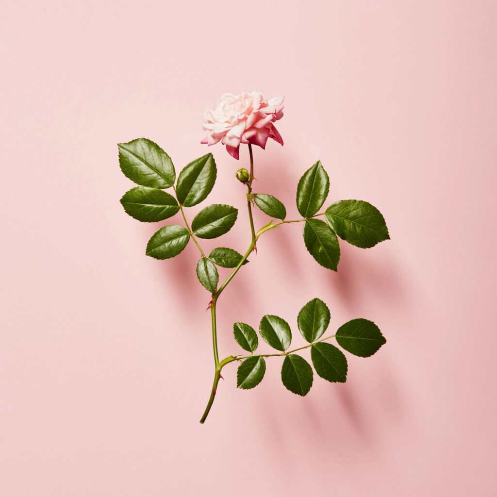 Vibrant single rose on a pink background with soft shadow