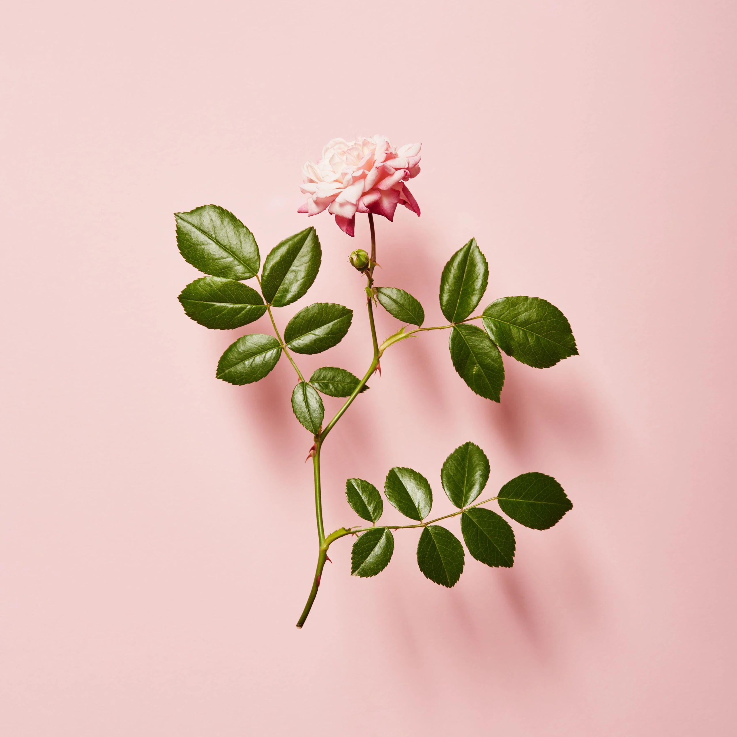 Vibrant single rose on a pink background with soft shadow